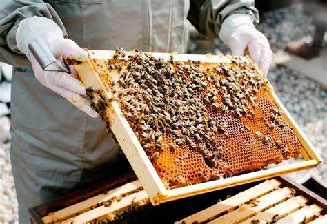 Honey Bee Keeper Yojna